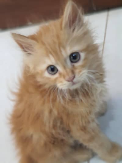 Kitten Available for sale