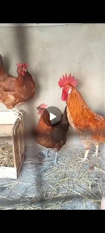 1 male 2 female ande wali hain dono