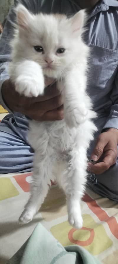 This is my number 03324.681035