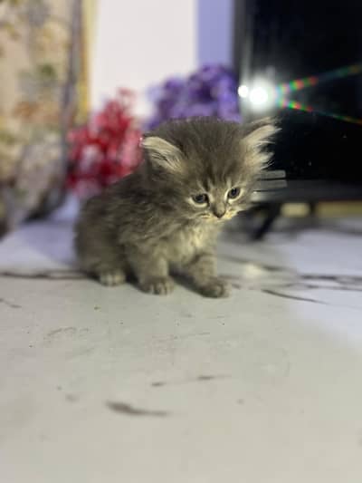 cat babys with punch faces