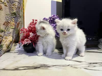 cat babys with punch faces