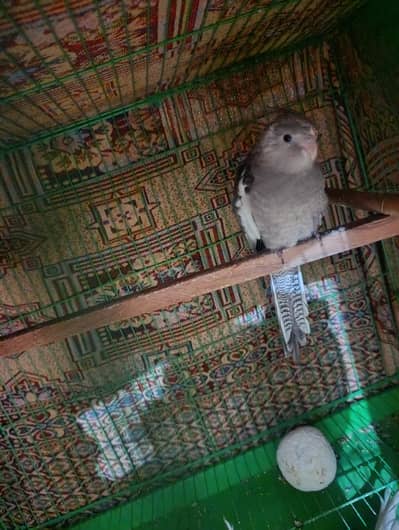 Cockatiel Breeder Pairs