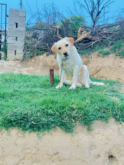 Labra female for sale