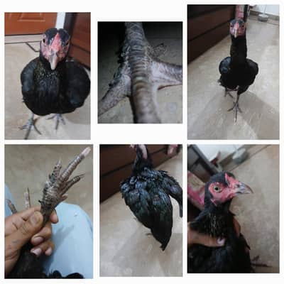 ASEEL PARSHIAN SHAMO EGGS DETI H TANDURUST H FIT FAT H 03102838703