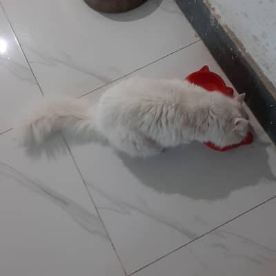 Triple coated Male & Female