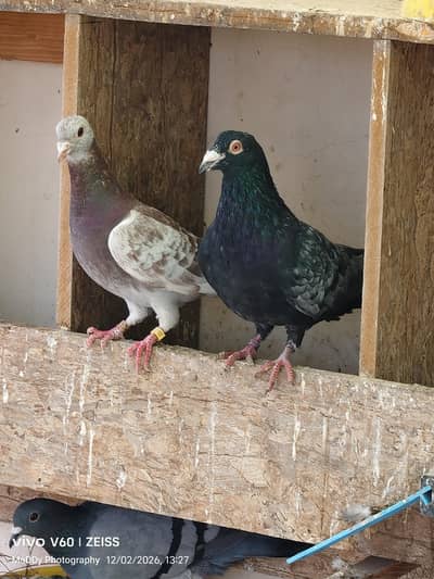 Hommer Pigeons Ring Birds