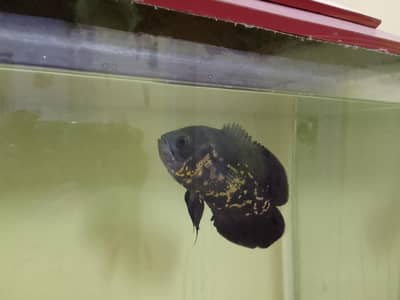 Oscar fish