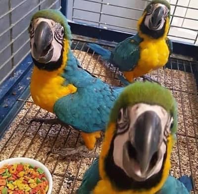 blue macaw parrot chicks for sale WhatsApp number (03232848500)