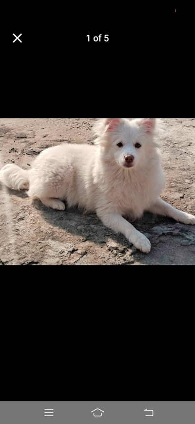 Russian Female 10 Months  for sale