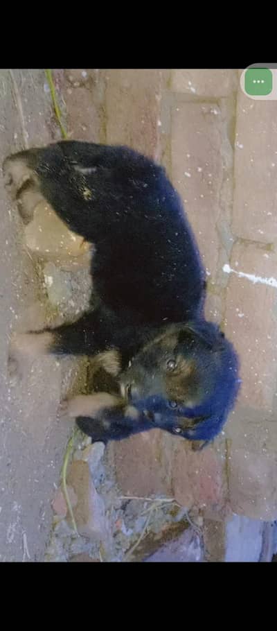 German shepherd  puppies for sale