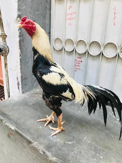 jawa Murga & Heera chicks sale