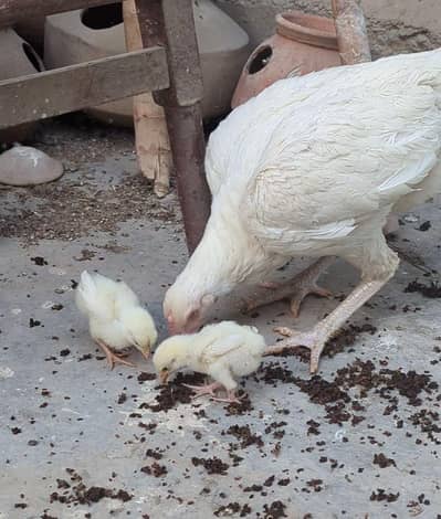 jawa Murga & Heera chicks sale