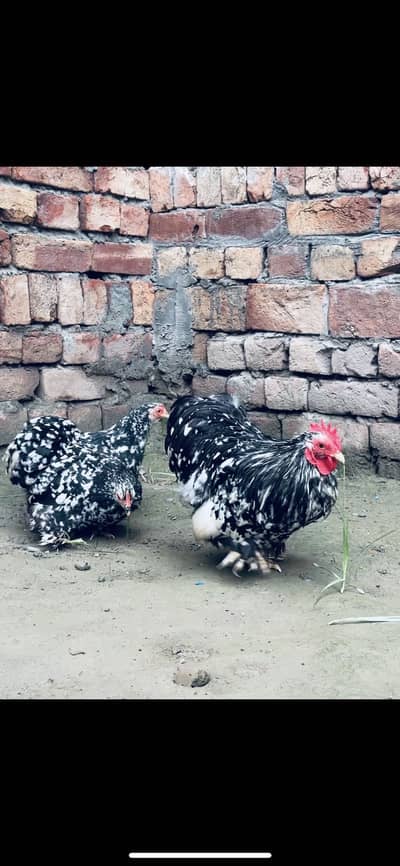 Mottled bantam Chicks For Sale