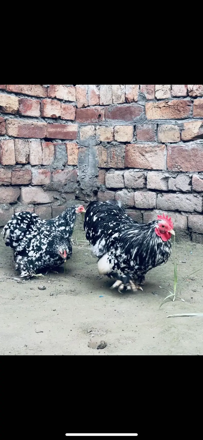 premium fancy chicks sale Mottled bantam / silkies / Heavy Buff /Aseel — photo 3