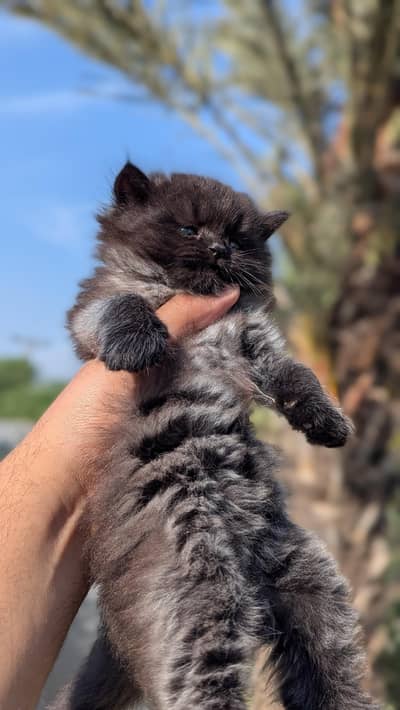 persian kittens pair for sale
