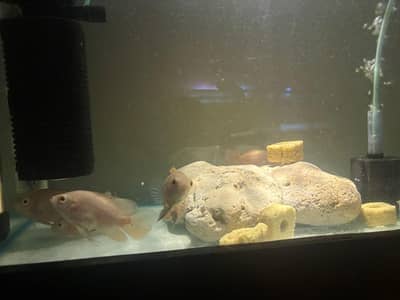 Tiger and Albino Oscar