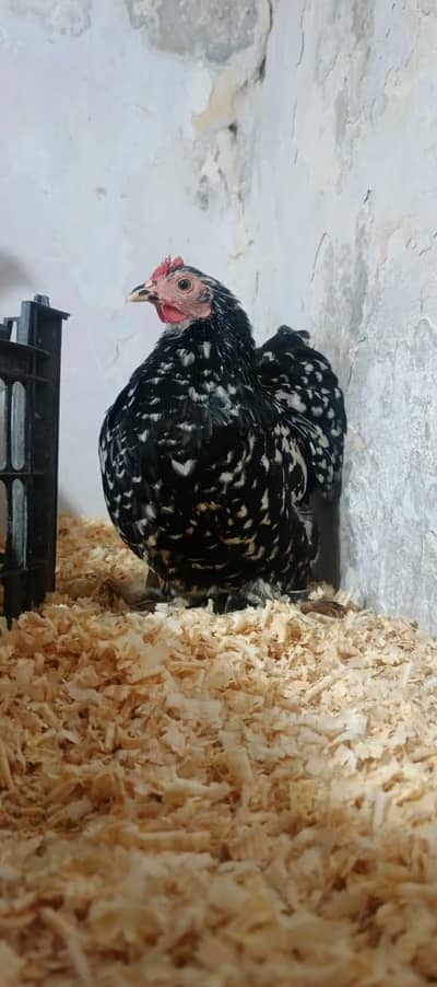 Mottled bantam Chicks For Sale