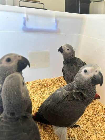 African grey parrot chick for sale WhatsApp number (03232848500)