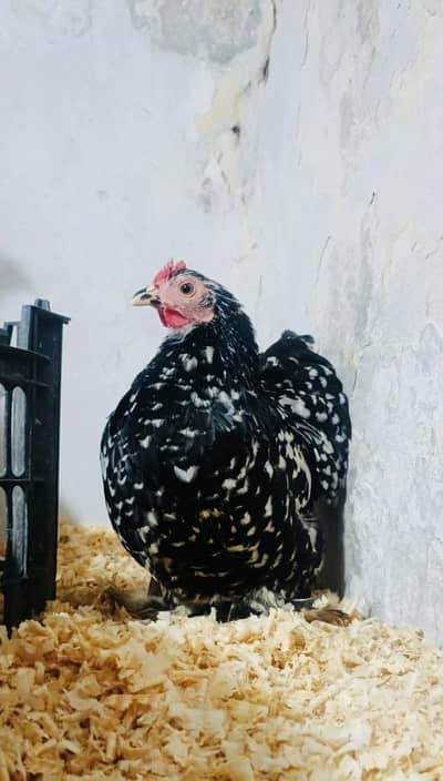 Mottled bantam Chicks For Sale