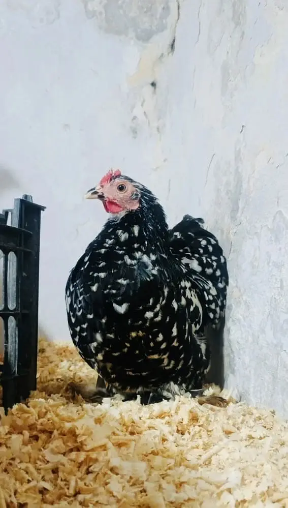 premium fancy chicks sale Mottled bantam / silkies / Heavy Buff /Aseel