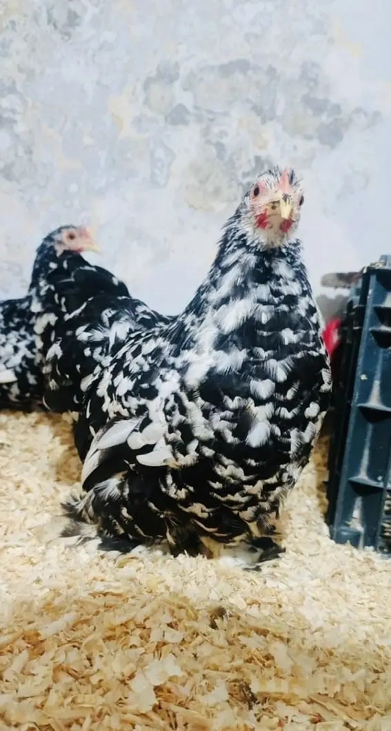 premium fancy chicks sale Mottled bantam / silkies / Heavy Buff /Aseel — photo 2