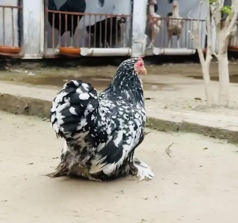 premium fancy chicks sale Mottled bantam / silkies / Heavy Buff /Aseel — photo 5