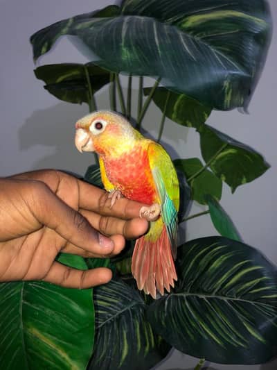 PINEAPPLE CONURE AND GREEN CHICK CONURE FOR SALE 03342248084