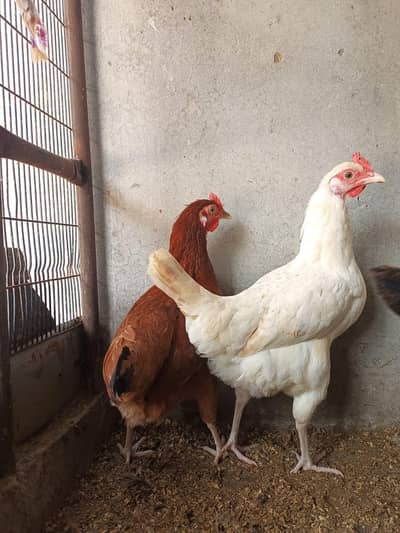 Golden Misri |Egg laying |