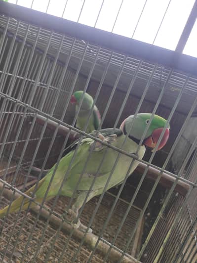 Kashmiri Raw Breeder Pair