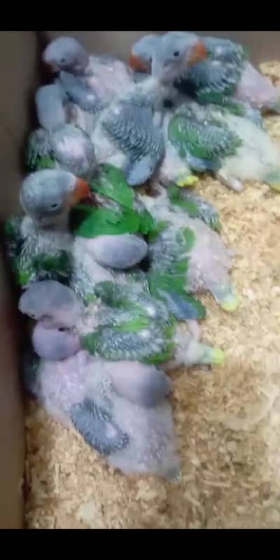 raw Parrot for sale