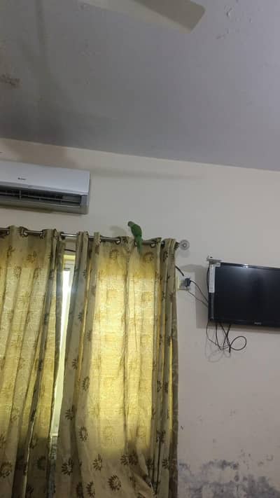 Katha Female Parrot for sale