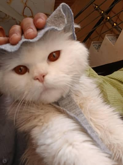 White persian cat (male)