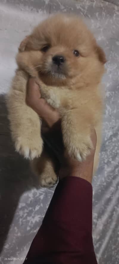 Pomeranian female pup available for sale