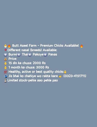 Chicks Available Premium Quality 