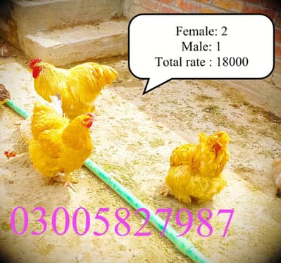 Golden buff فینسی مرغیاں