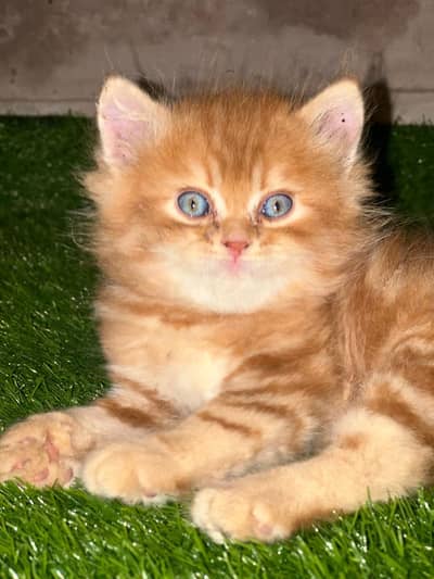 2 male kitten available