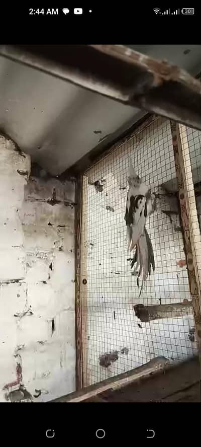 v paid male or eno pearl female breeder pair or chick available ha