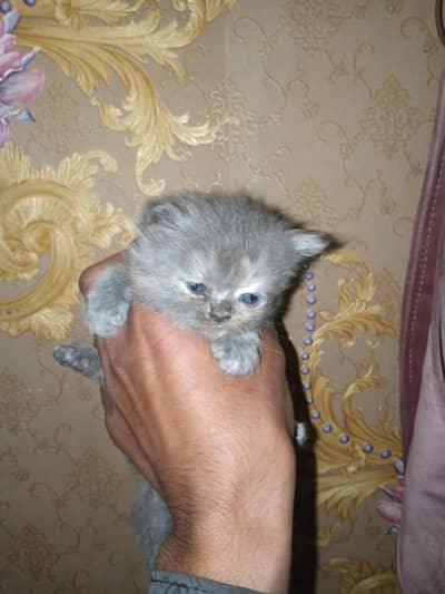 pershion male cate triple cot whatssap.