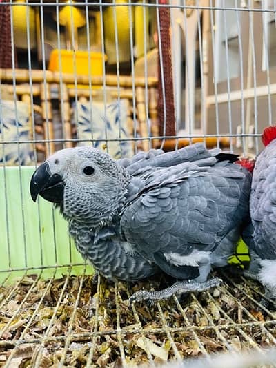 African Grey Parrot