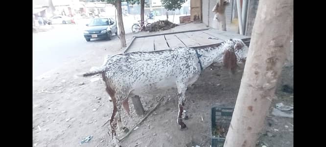 pure desi bakri with female goats baby