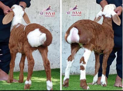 Abluck jorwa vip turkey sheep's jora males