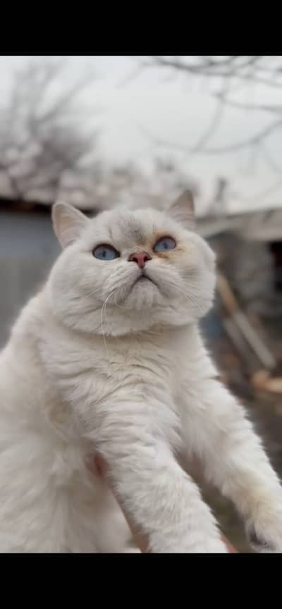 British Short Hair STUD Matting ( Imported from Russia )