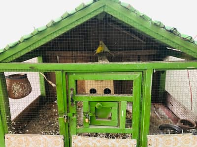 Birds Cage