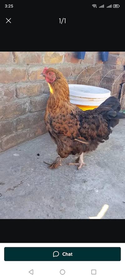 black buff female exchange possible
