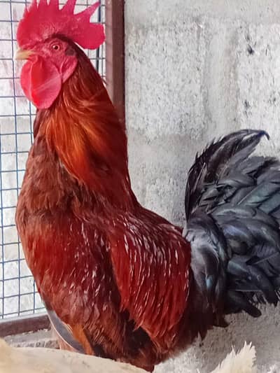 03152326915 WhatsApp only. Good price i give you