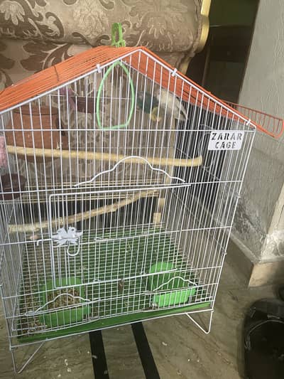 Love Birds Pair With Brand New Cage