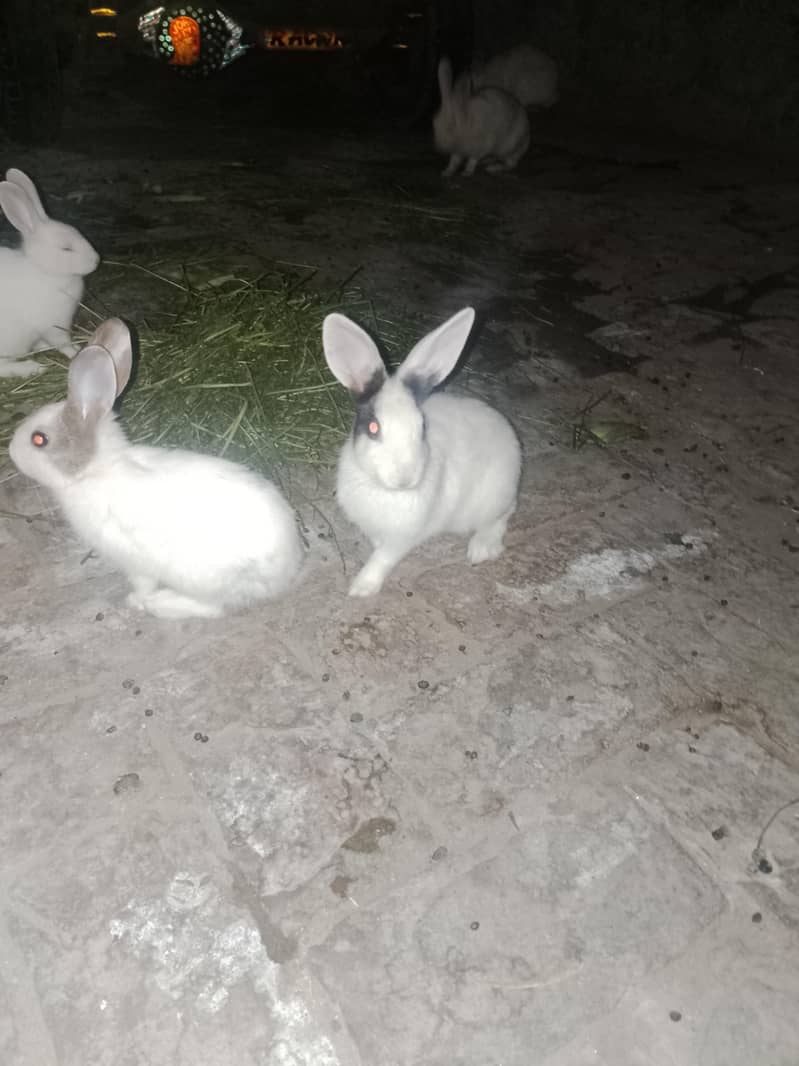 خوبصورت میل اور فیمیل خرگوش برائے فروخت 0