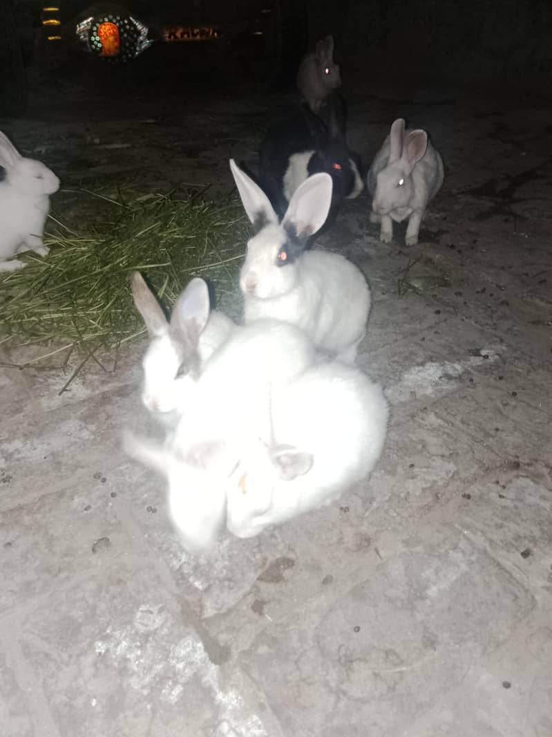 خوبصورت میل اور فیمیل خرگوش برائے فروخت 1