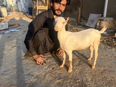 Superem quality teedy male son of chotu