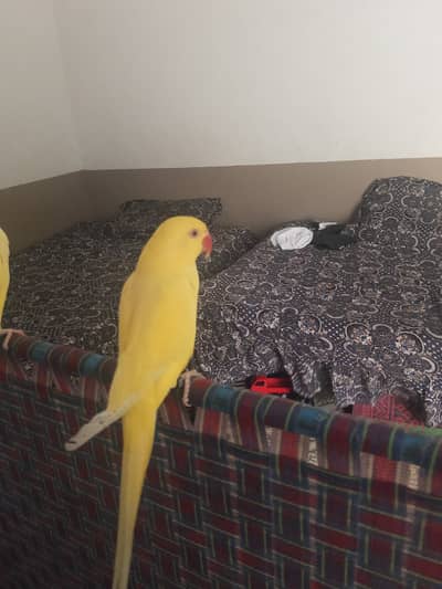 Yellow ringneck tame female.